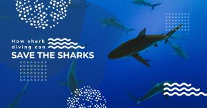 shark diving