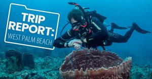 west palm beach diving