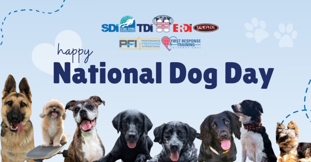 Meet Our Dogs on National Dog Day 2021 International Training SDI