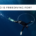 Who is Freediving for?