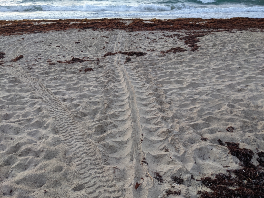 Turtle Tracks: Meet Florida's Sea Turtles - International Training ...