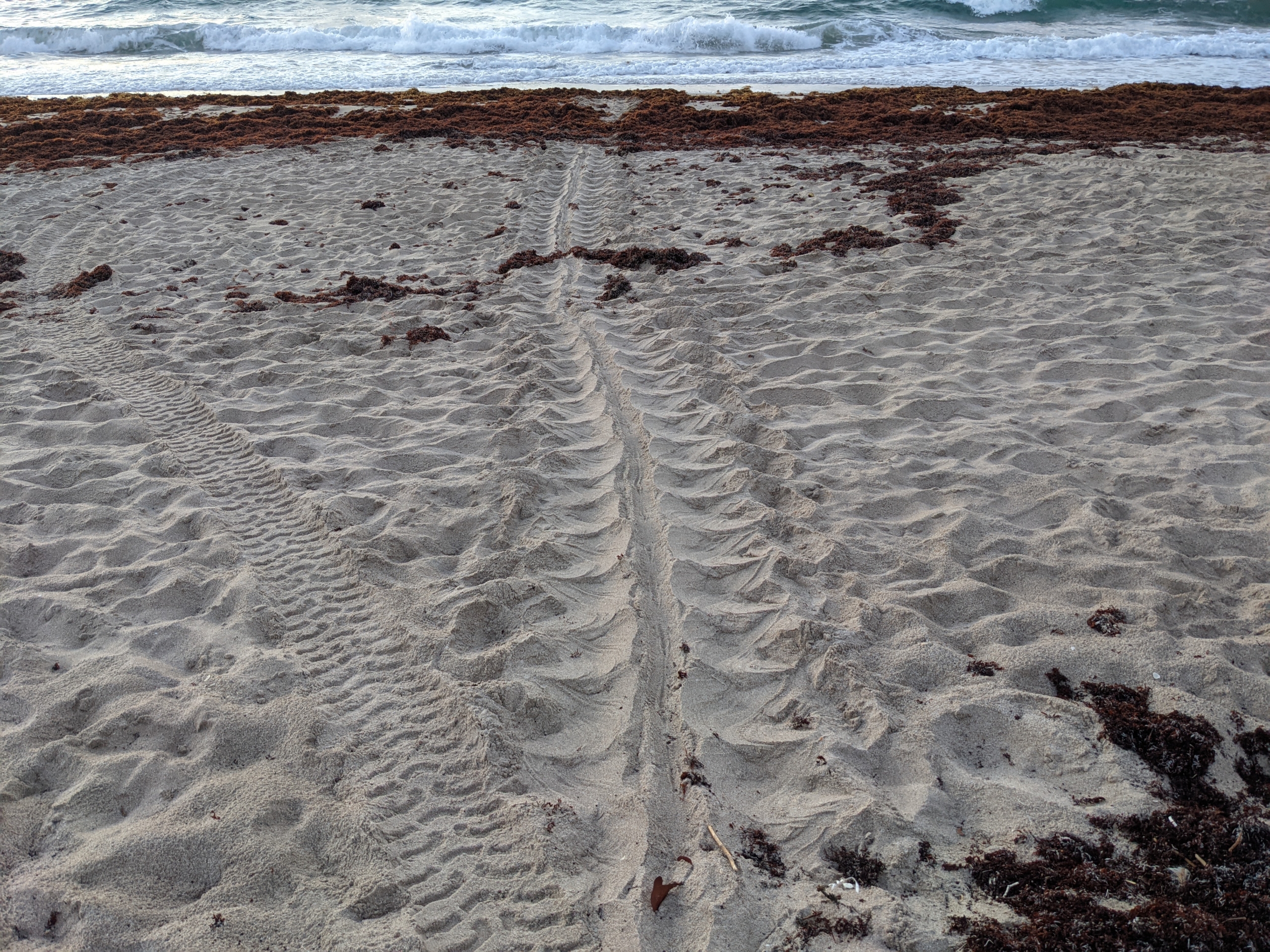 Green Sea Turtle Tracks