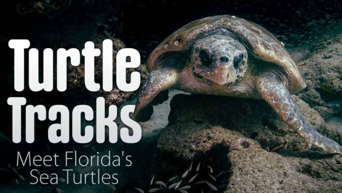 Turtle_Tracks_1280x720 Turtle Tracks