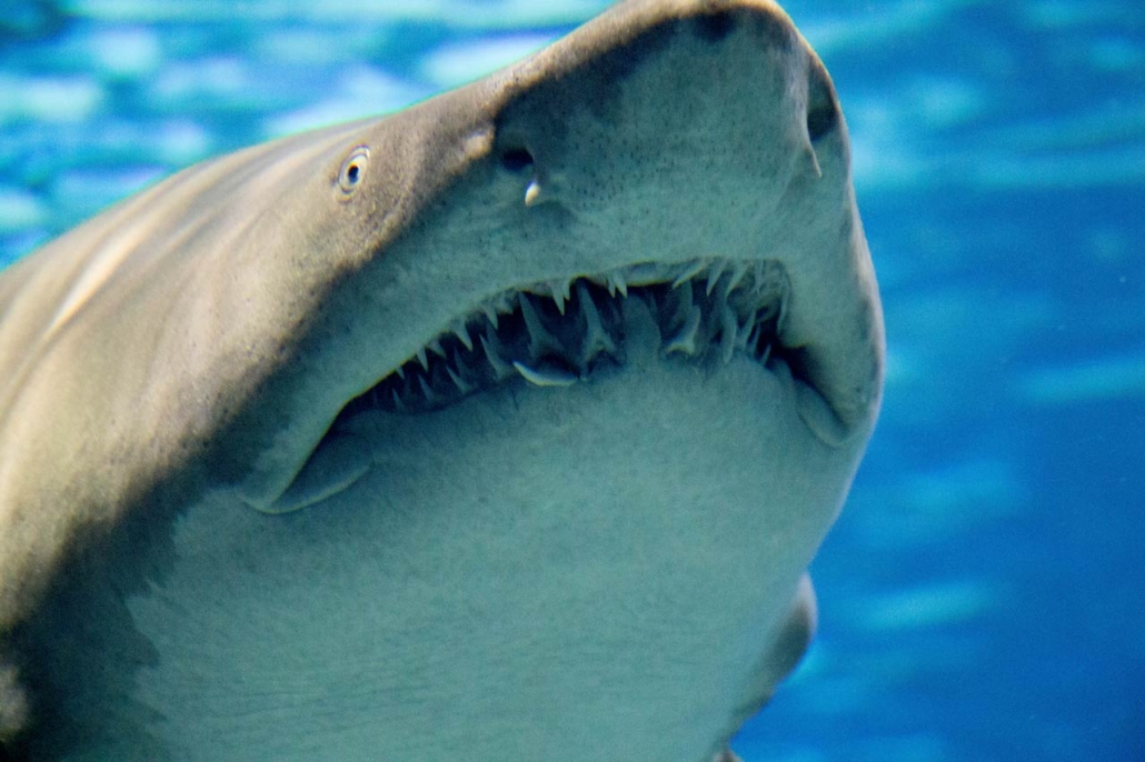 Sand Tiger Shark