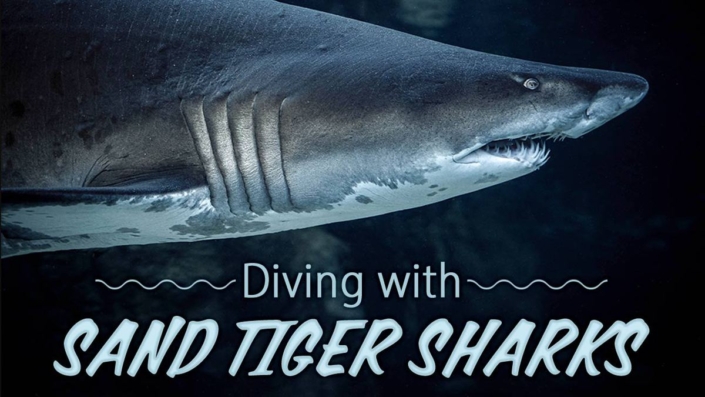 Sand_Tiger_Sharks__1280x720 Sand Tiger Shark