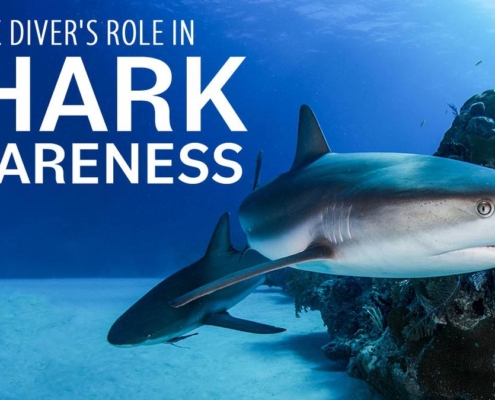 Diver's Role in Shark Awareness