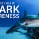 Diver's Role in Shark Awareness