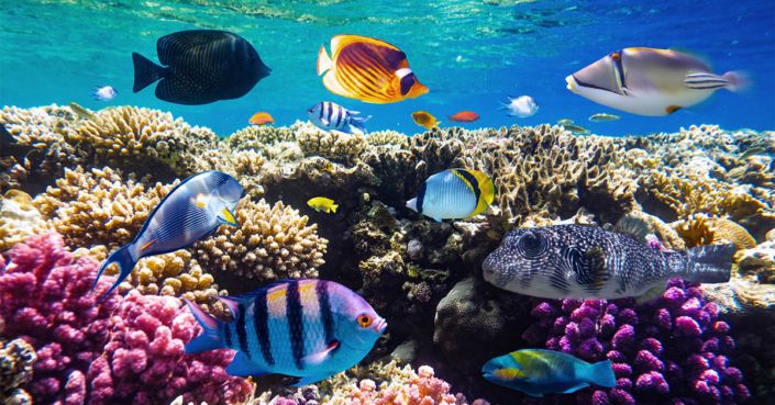 tropical-fish-identification