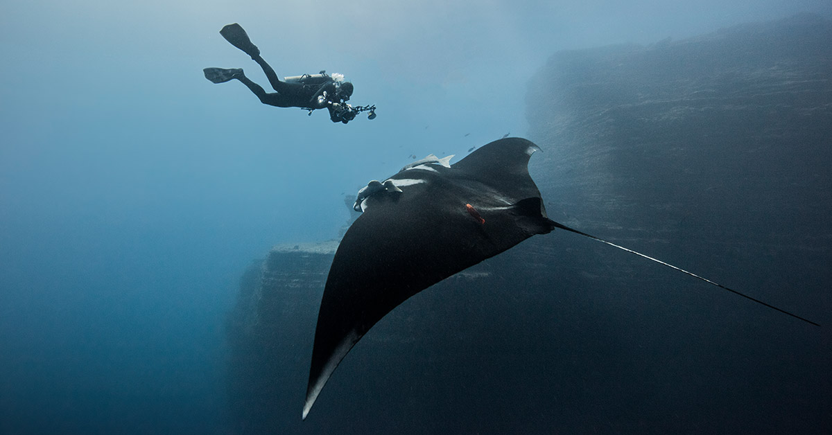 manta ray and diver