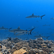 shark wall Tetamanu french polynesia