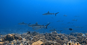 shark wall Tetamanu french polynesia