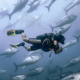 diving with tuna fish