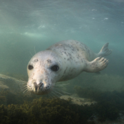 A curious gray seal in the ocean