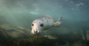A curious gray seal in the ocean