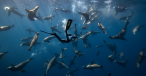 freediver with sea lions underwater