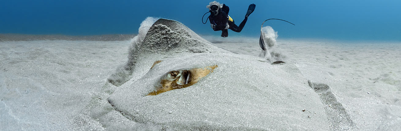 Diver with Southern Sting Ray