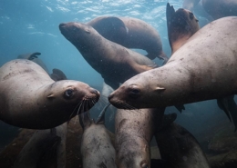 Diving-Vancouver-Island