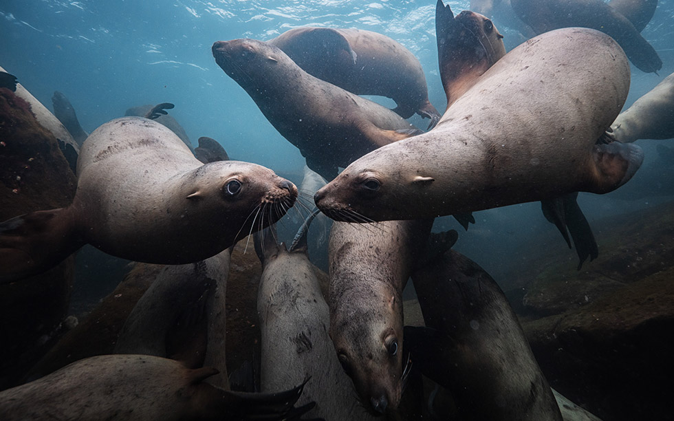 sea-lions sea-lions