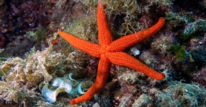 sea-star-wasting