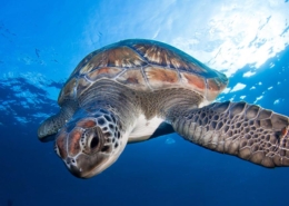 Brylske-Partnership-Announcement