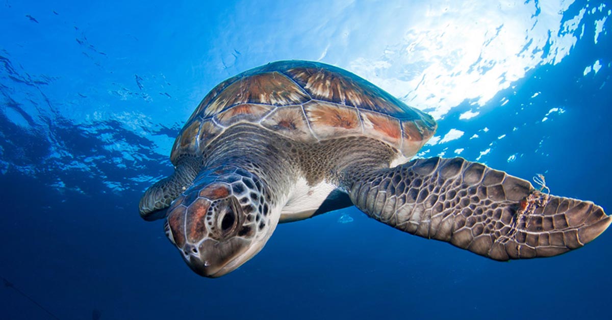 Brylske-Partnership-Announcement