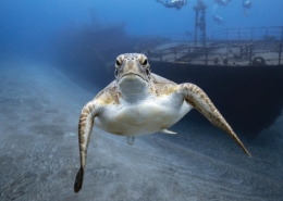 Diving-St.-Eustatius