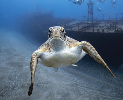 Diving-St.-Eustatius